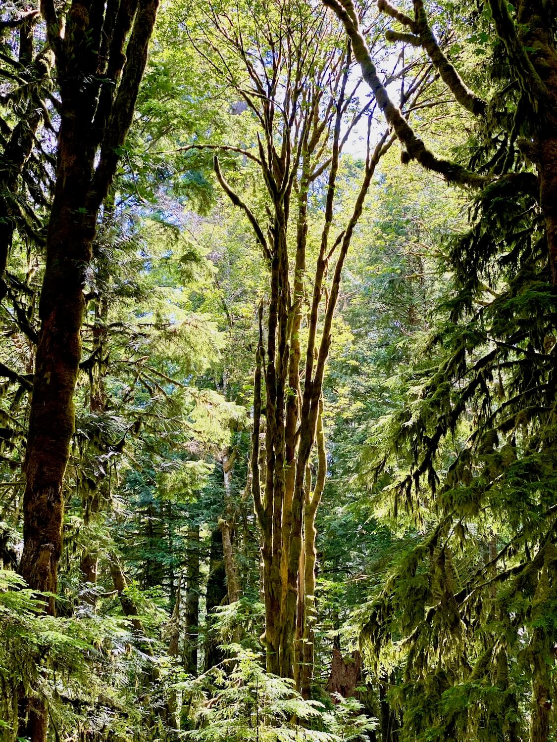 This photo is damp and full of mossy life. This very vertical moss soaked maple tree extends up a hundred feet to the top of the forest canopy while western cedar trees frame in the shot with their distinct rich waxy green needles.
