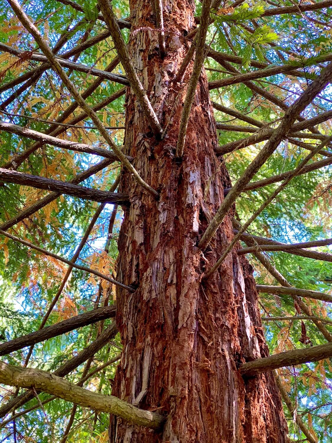 The red bark of a California Redwood is up close with branches driving out in every direction. The leaves are a mixture of green and orange shedding colors with blue sky in the background. Seattle has many gardens with lovely trees like this and Kruckeberg Botanic Garden is iconic in the Seattle area.