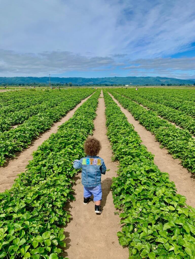 A two year old boy with a jean jacket that says Astor and curly brown hair runs in between rows of strawberry plants, which run almost as far as the eye can see. On the horizon are faint green hills with a gray blue cloudy swirl of sky.