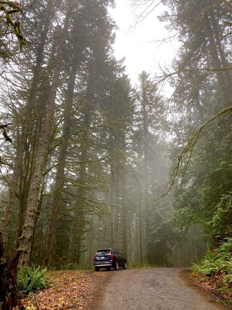 Mist rises up from the dense fir forest while a blue SUV sits parked on the side of the road. The gravel road slightly turns into more forest and the side of the road is covered in last years fallen maple leaves and dense green sword ferns.