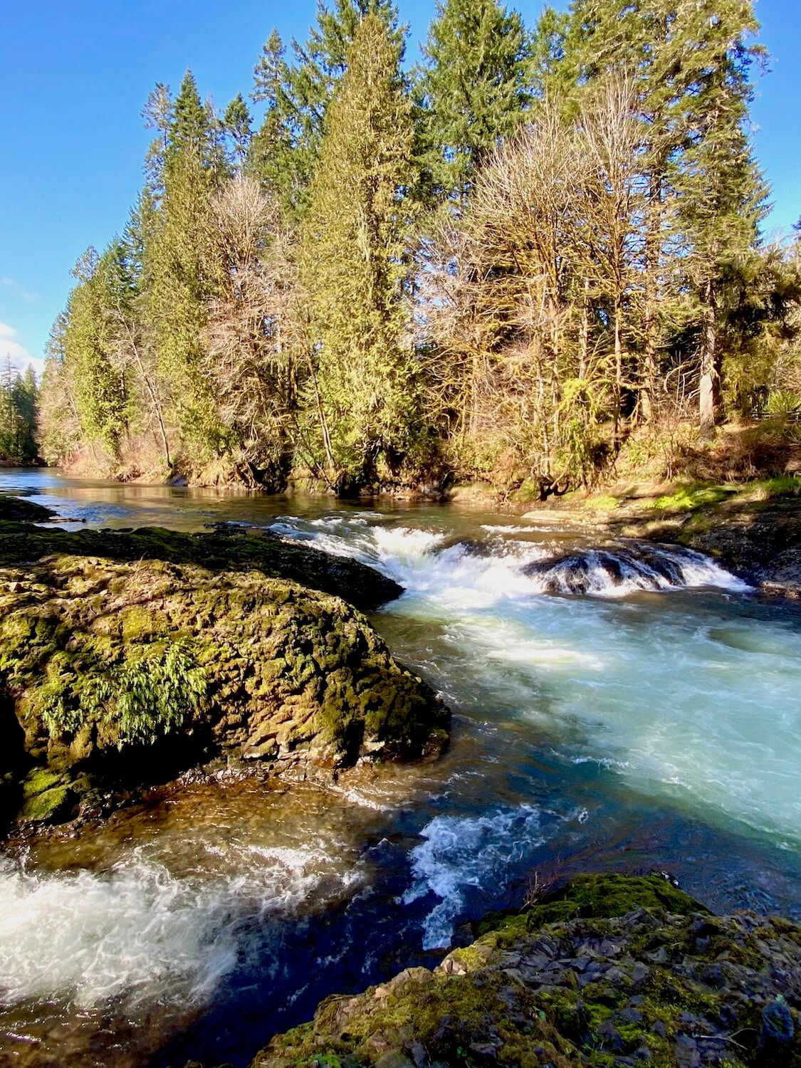 Rainbow Falls State Park makes a great day trip from Seattle. Rushing waters flow over moss covered rocks with dormant fir trees lining the wild Chehalis River.