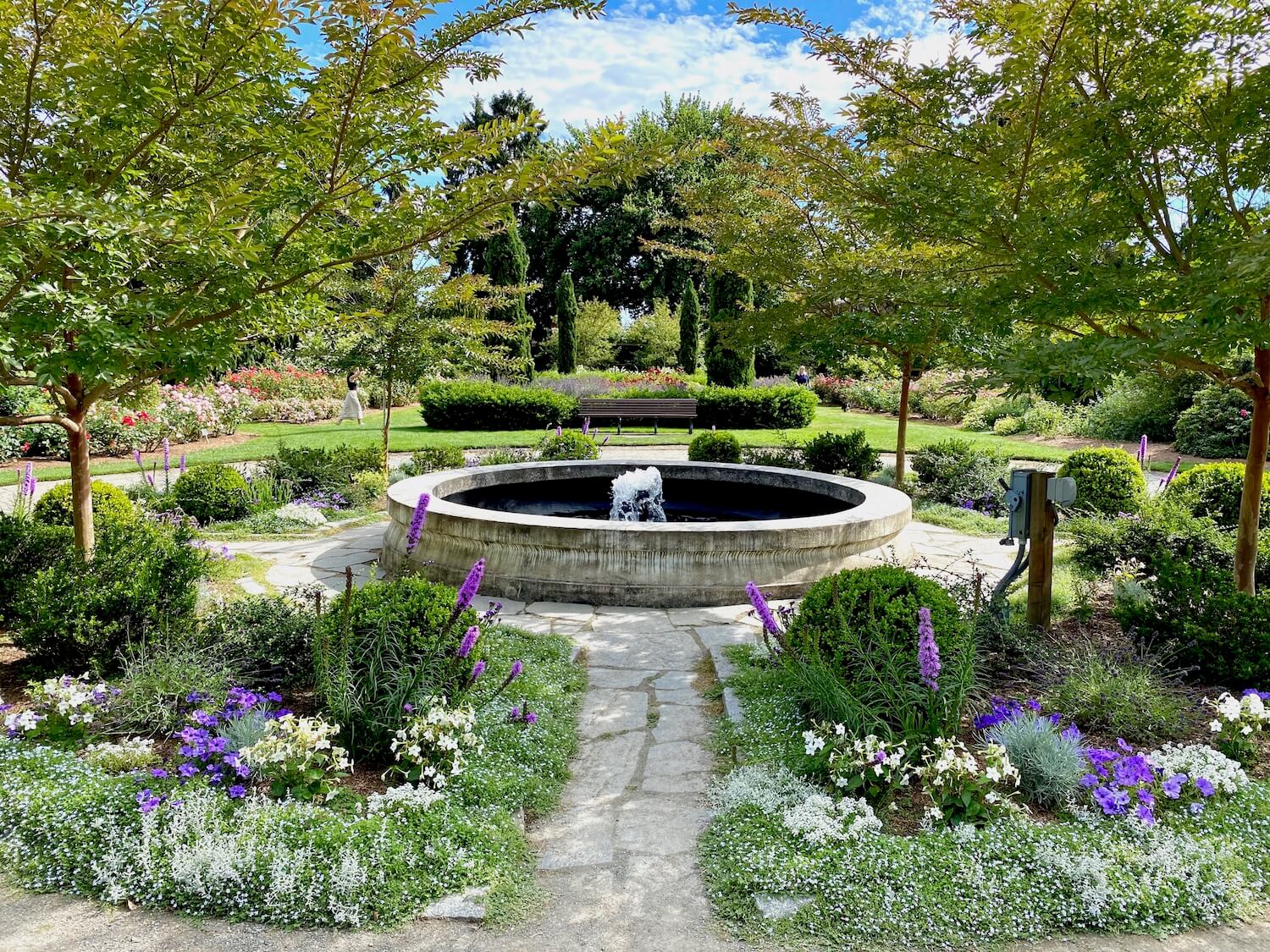 The bright array of colors in the Woodland Park Rose Garden shows summer is alive. Fronds of purple flowers are mixed with more delicate low level white ground covers while cherry trees frame in a circular pond with a fountain bubbling water. In the background are more green shrubs under blue sky.