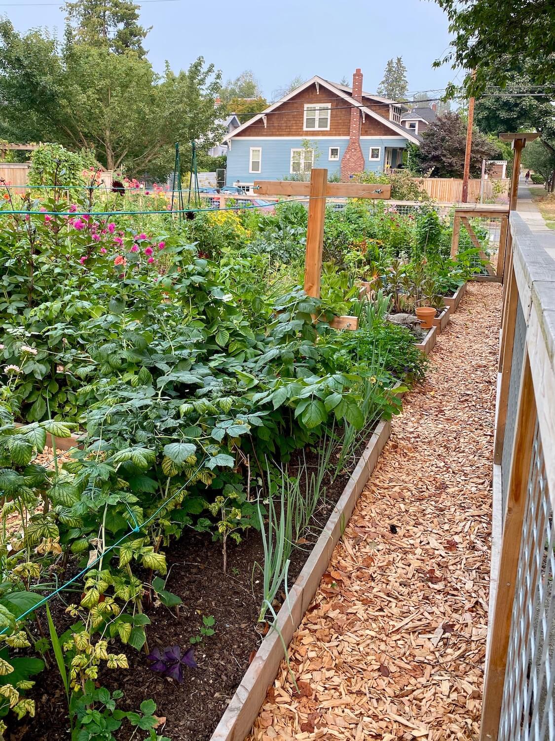 A photo of a Seattle P-Patch garden. The fence containing all the raised planter boxes is made of metal grating and cedar wood while the planter boxes rise up about a foot off the ground and hold a variety of green leafy plants, vegetable, flowers and other forms of life. In the background, across the street is a vintage bungalow home with sky blue siding and a fireplace that heads up to the blue sky.