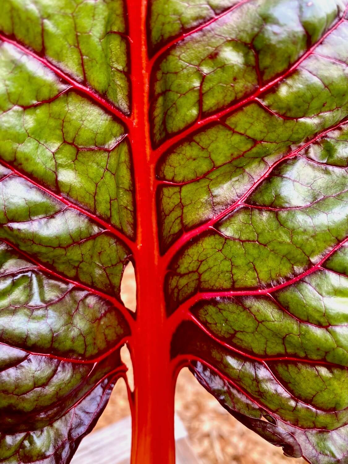 An up close shot of a piece of red chard reveals the blood red stalk and veins of the leave, flowing to the waxy green leaves of the branch.