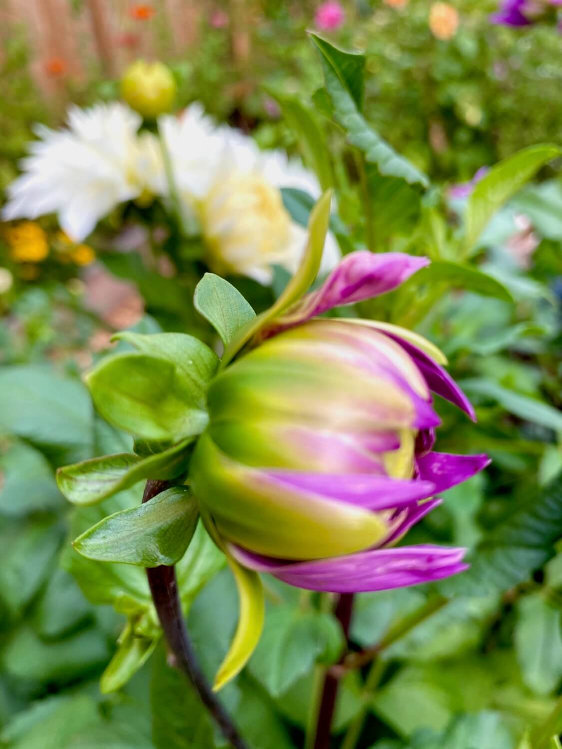 A fresh dahlia bloom still tight in the bud gets ready to burst open on the scene of this P-Patch garden. The bloom shows various hues of purple and light green while a fully bloomed bunch of white flowers is out of focus several feet away in the garden.