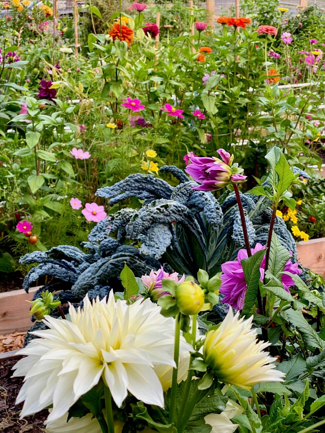 This photo shows the abundance of variety in this P-Patch garden. Up close are fresh white dahlia blooms and then rich green kale lines the edge of the planter box before the next area of zinnia flowers rise up in to pop out color in the background.