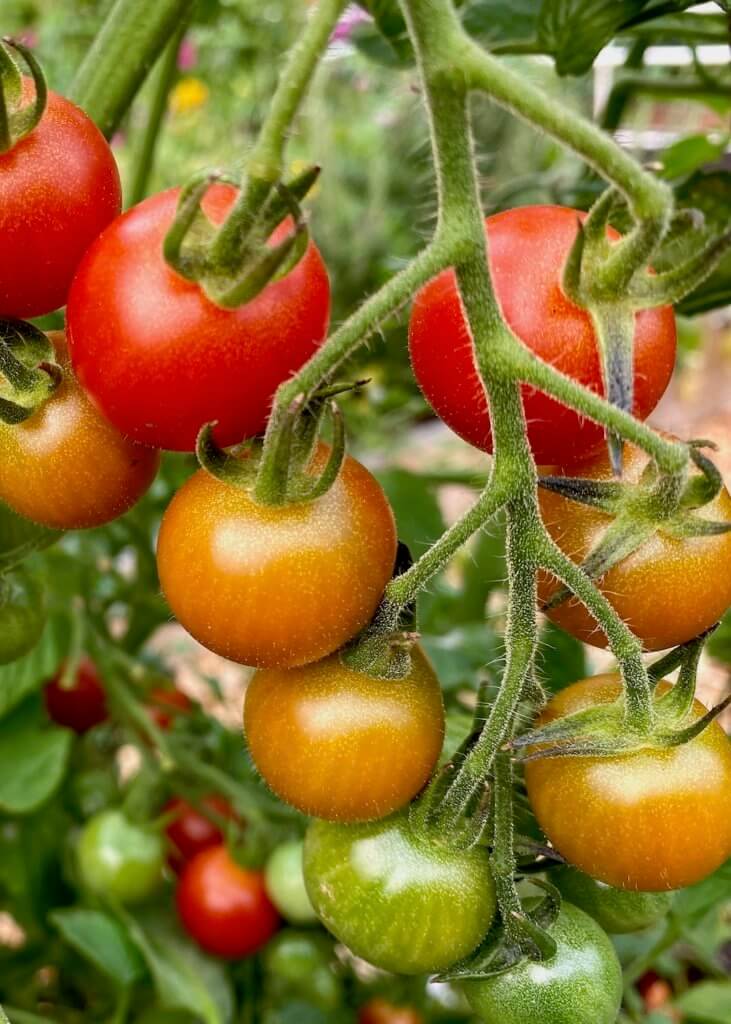 An array of bright cherry tomatoes cling to the vine. Several are a rich ripe red while five are lighter orange and two are green and not ripe at all. Several other red tomatoes are in the background on lower branches.