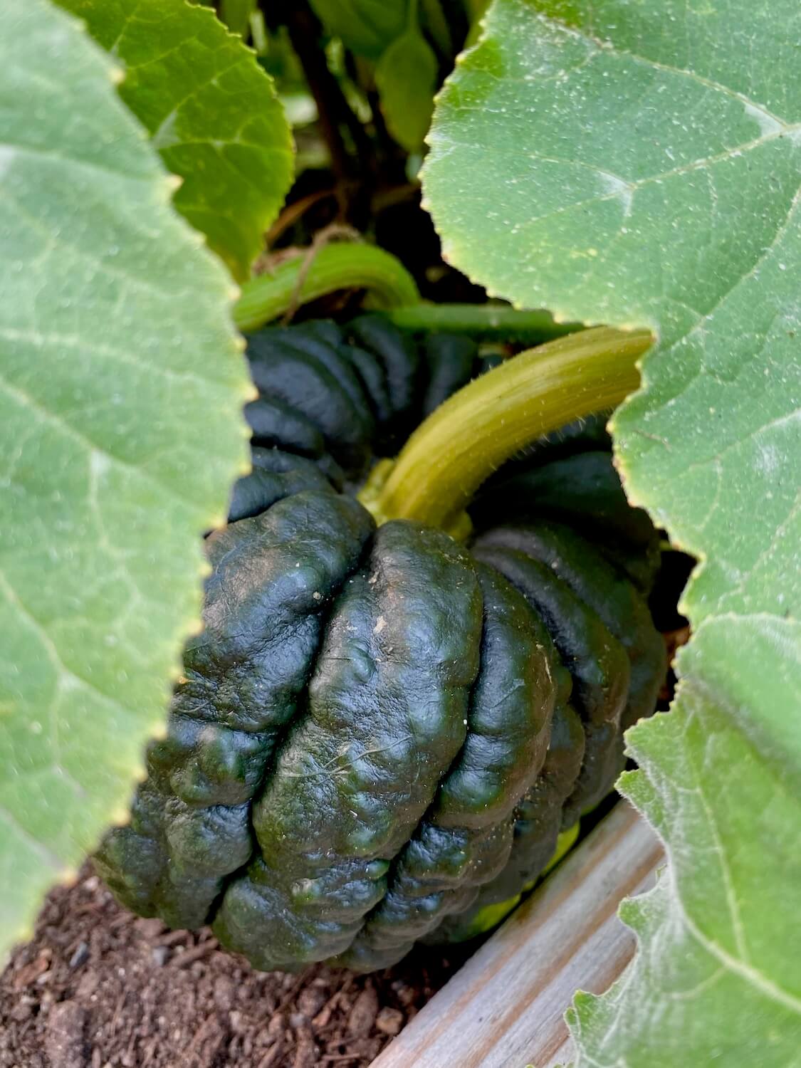 An acorn squash is hiding behind several large veiny green leaves and sits on some rich black colored dirt. The stem is a olive green color and the squash leans up against the board of the raised planter bed of the garden.