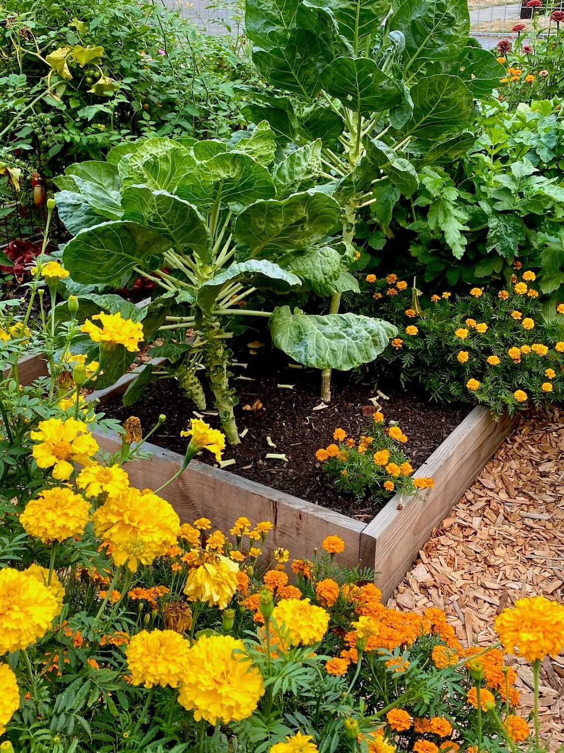 Planter boxes of a P-Patch garden hold a variety of colorful treasures, including yellow marigolds in the foreground and rising kale plants in the background. There is sawdust chips on the ground space between the raised planter beds.