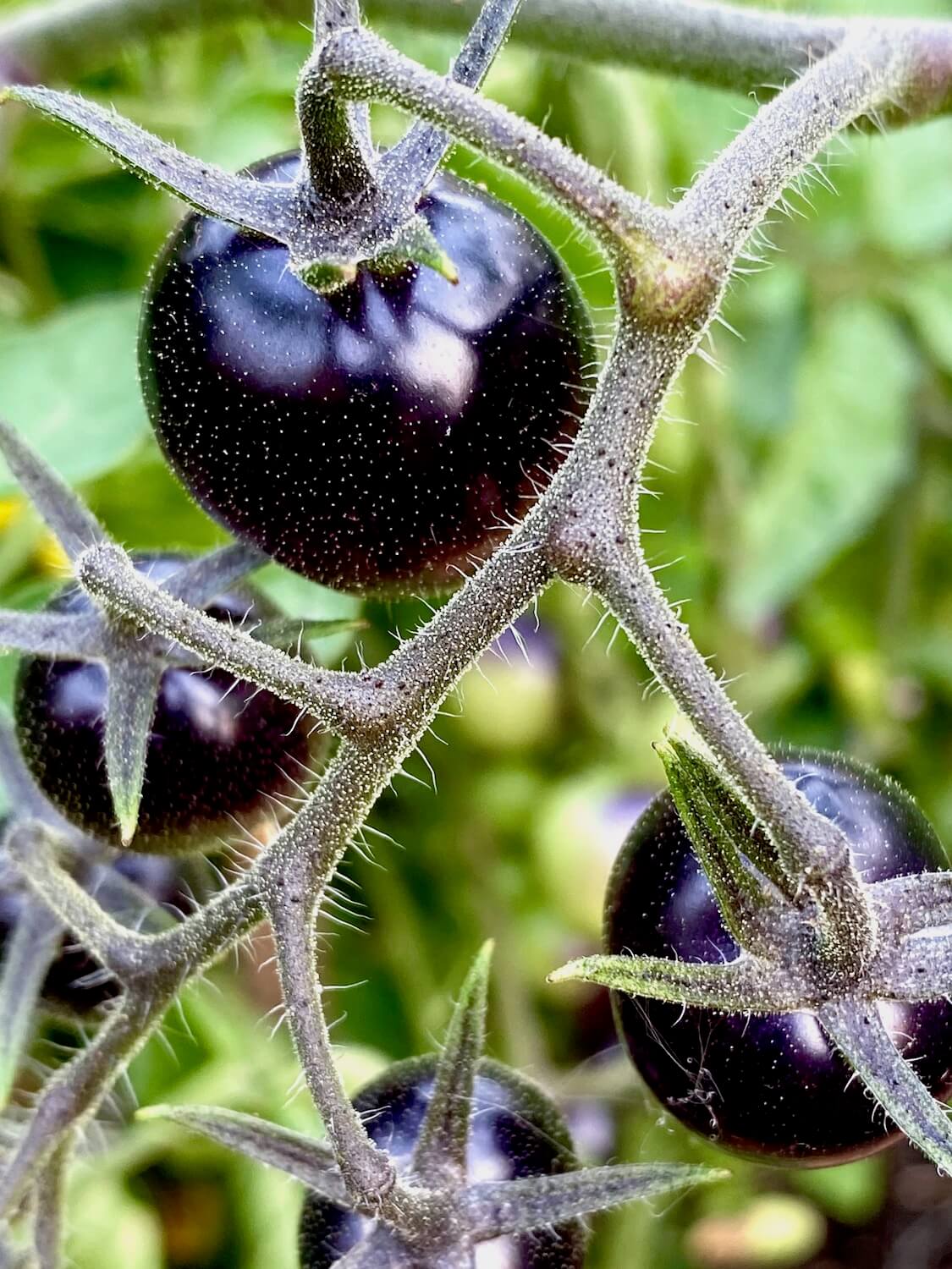 An extreme closeup of rich colored purple cherry tomatoes ripe but still clinging to the vine. The tiny fuzz of the vines are on display as well as the out of focus green foliage in the background of the garden scene.