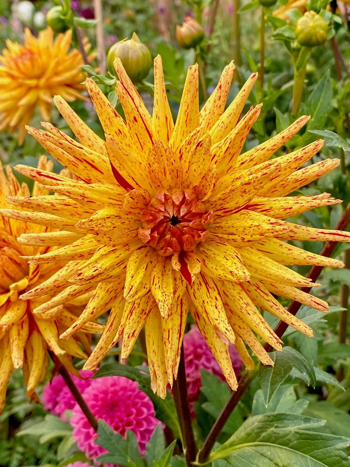 A brightly colored Dahlia flower blooms proudly in a Seattle P-Patch garden. The pedals are a beautiful orange yellow color with specks of bright red and there are several other flower bulbs around this bloom and more green foliage behind this plant.