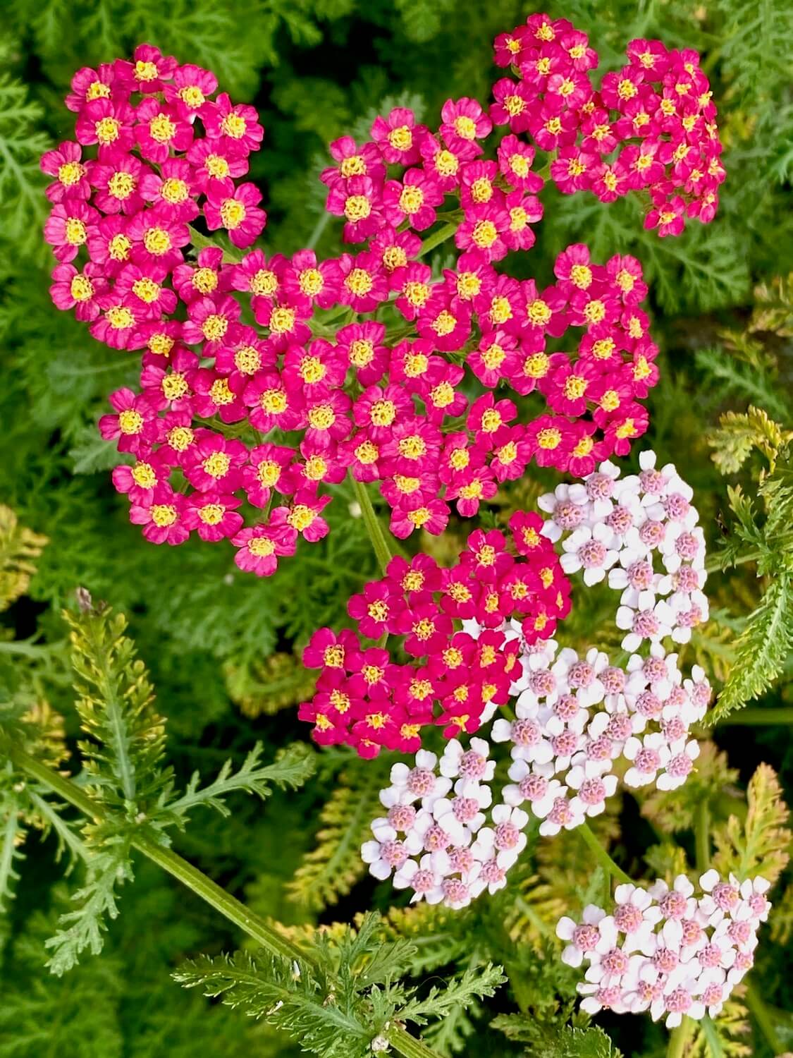 The tiny flowers of Yarrow plant gather in this cluster of bright pink while a separate cluster of light pink slings just to the side of the plant, which is surrounded by green leafs.