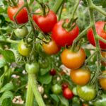 Tomatoes of varying degree of ripeness cling to the vines in this up close photo of a P-Patch garden.