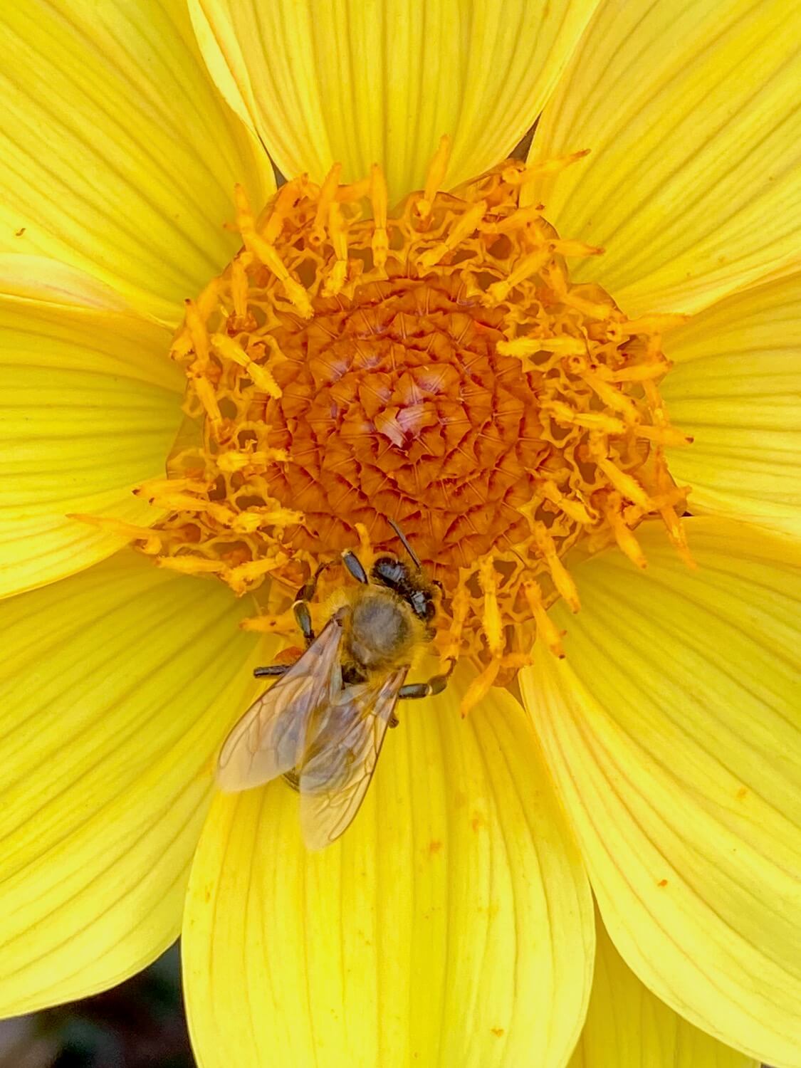 A bee with delicate champagne colored wings busily investigates the center of a yellow flower bloom in the P-Patch garden. The inner core of the bloom has tight honeycomb stamen while the larger pedals are variegated yellow.