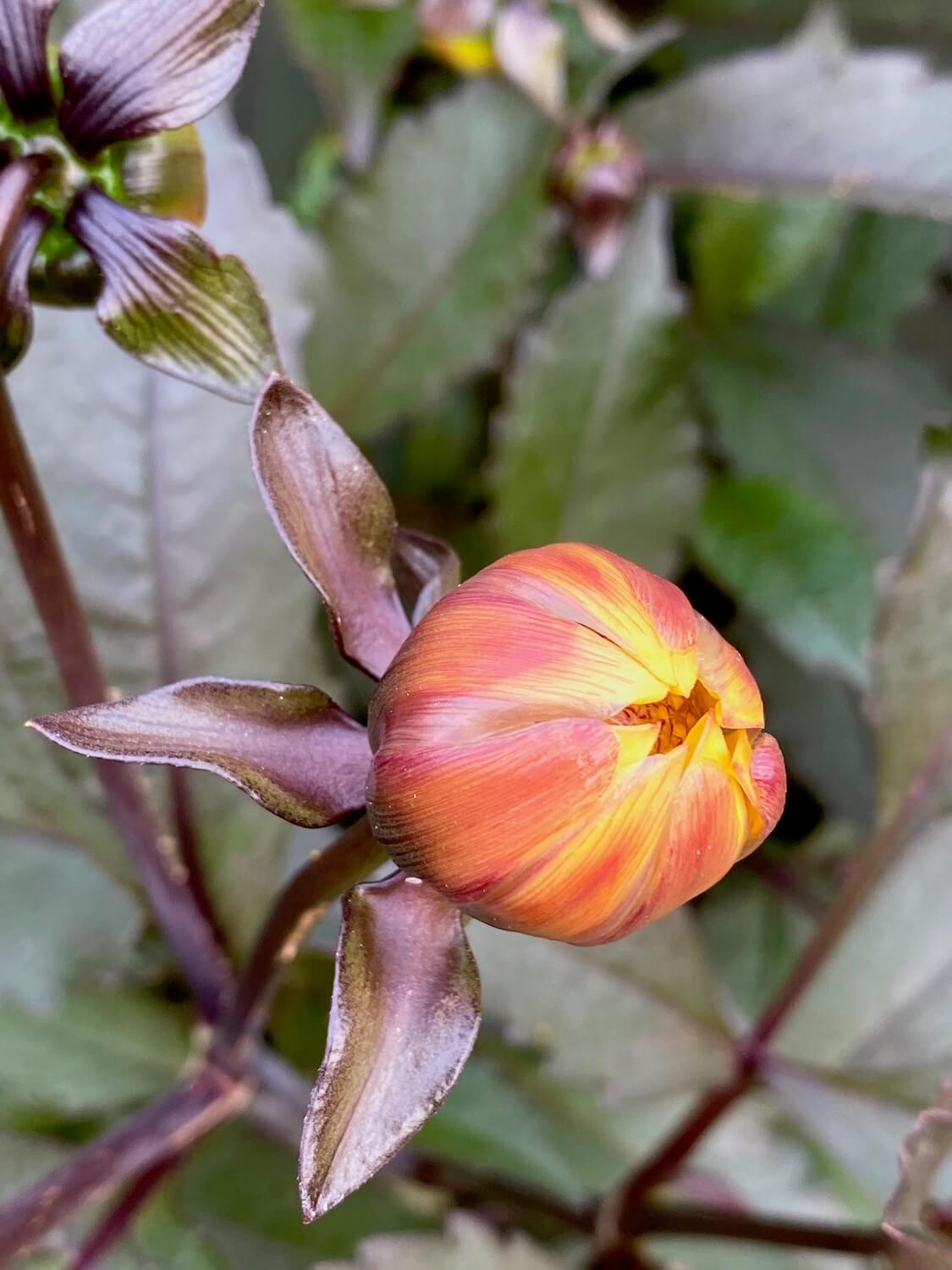 A tight bud of a dahlia, ready to burst out with color in the community garden. The stem and leaves are a purple color while the bud is orange with yellow tips toward the opening of the flower.  These photos of a Seattle garden bring to life the feeling of the patch of green. 