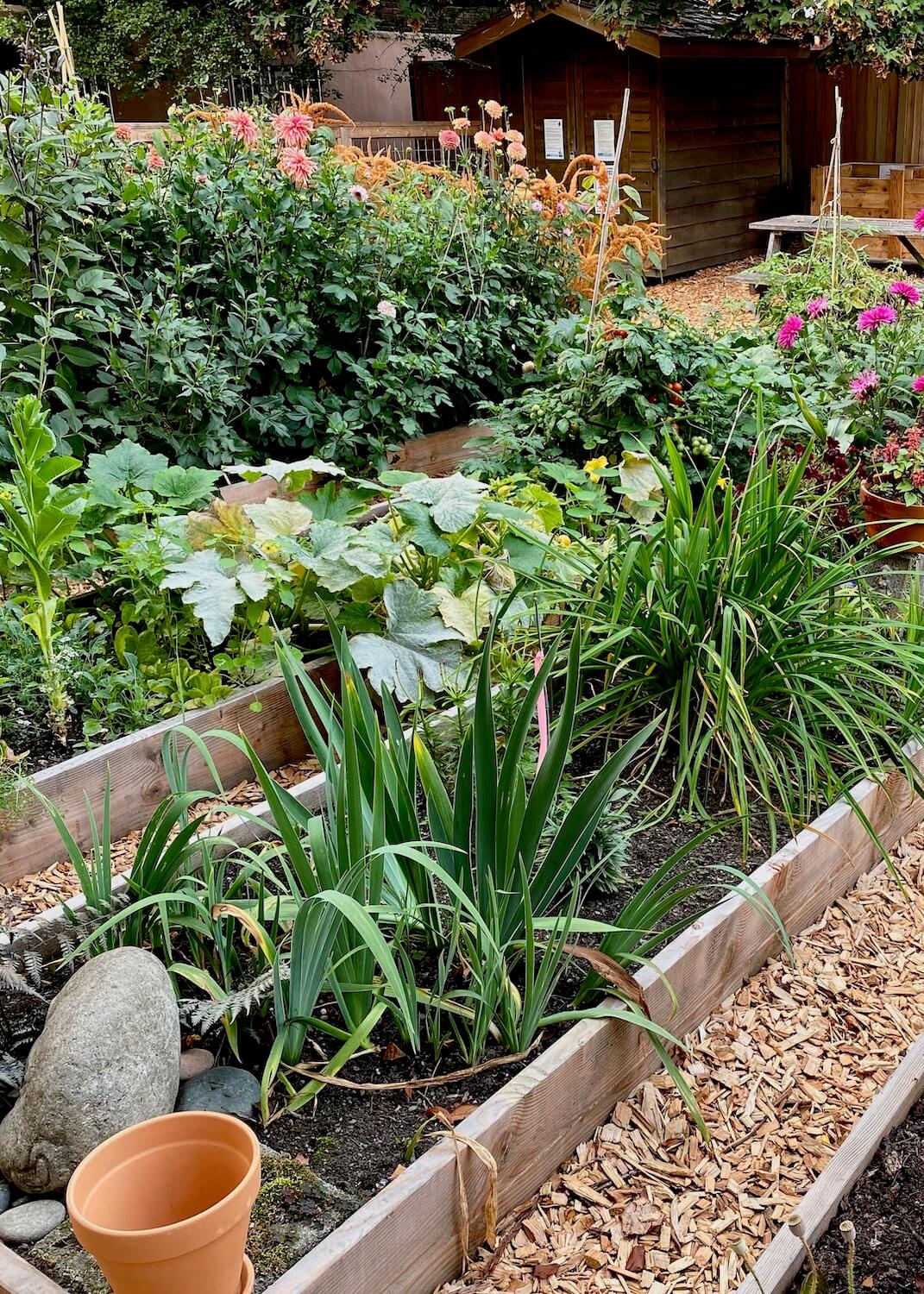 A view of the P-Patch garden showing an empty flower pot and variety of plants in a series of four planter boxes that are separated by wood chips on the ground. In the background is a picnic table and garden shed.