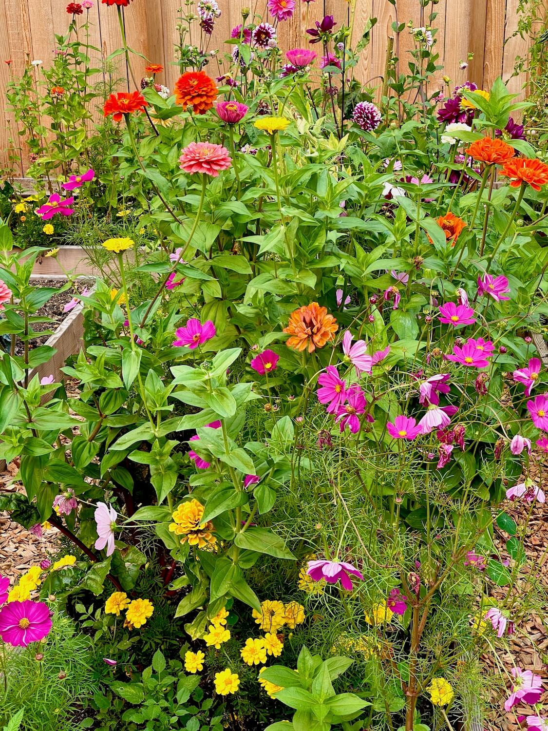 As assortment of colorful flowers overtake a planter box in a photo of a Seattle P-Patch city garden. The flowers are a variety of orange, red and yellow colors amongst light green leaves.