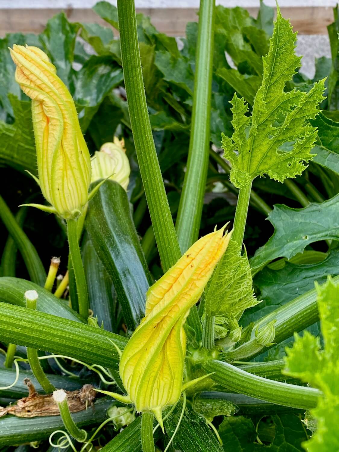Zucchini blossoms bloom large and proud in the middle of this Seattle P-Patch garden. The two blooms are still tight together in a yellow with green veined flowers while an infant zucchini fruit is taking life int he background amongst the dark green, prickly leaves.