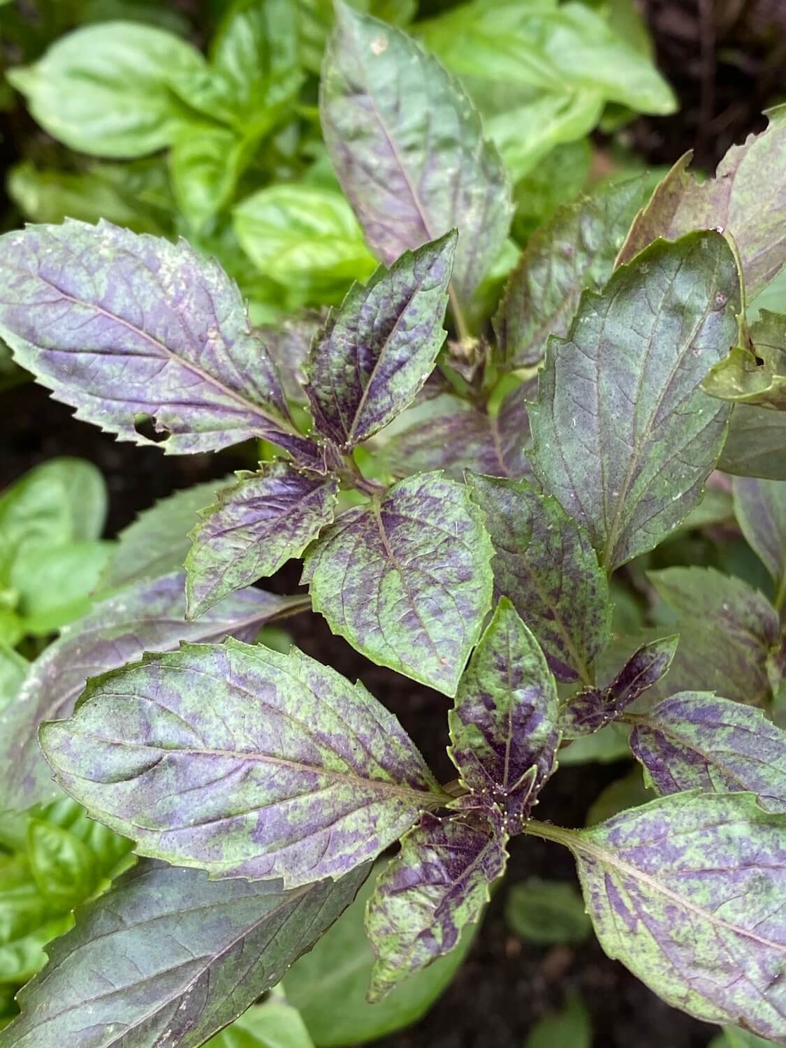 Variagated basil leaves pop up with a blend of purple and green leaves and waxy dark green leaves of a different variety of basil out of focus in the background.  This photo was taken in a Seattle P-Patch garden.