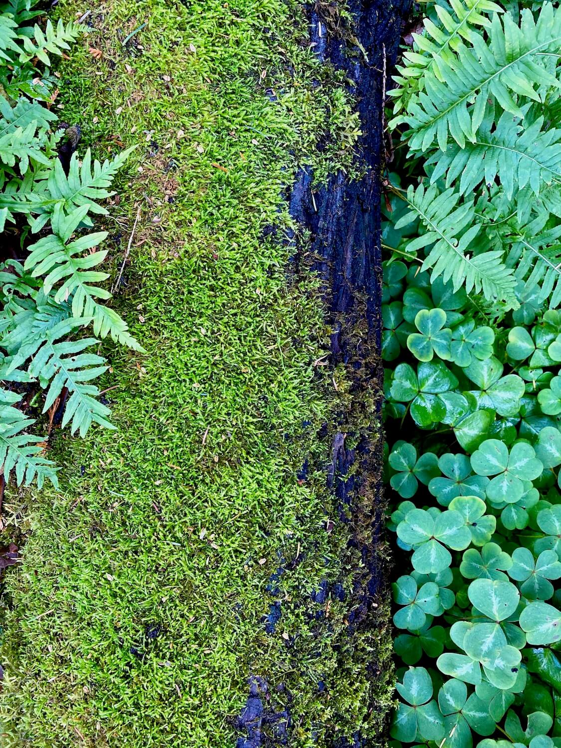 A moss covered fallen log is nestled in between bright green clover pants and tiny fern fronds.