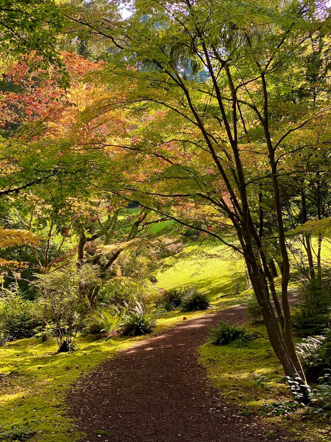 A series of medium size maples begin shedding Multi colored leaves in this fall scene. A trail of brown bark dust winds through mossy forest floors with a few ferns.