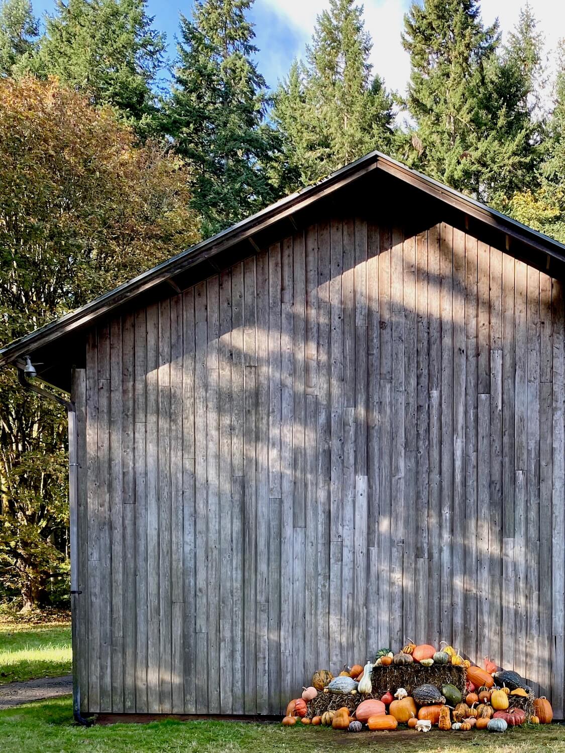 An old wooden barn stands proudly amongst fir trees under a blue sky. Several hay bales are set up with hundreds of orange red and yellow gourds strategically displayed around them for the Autumn season.