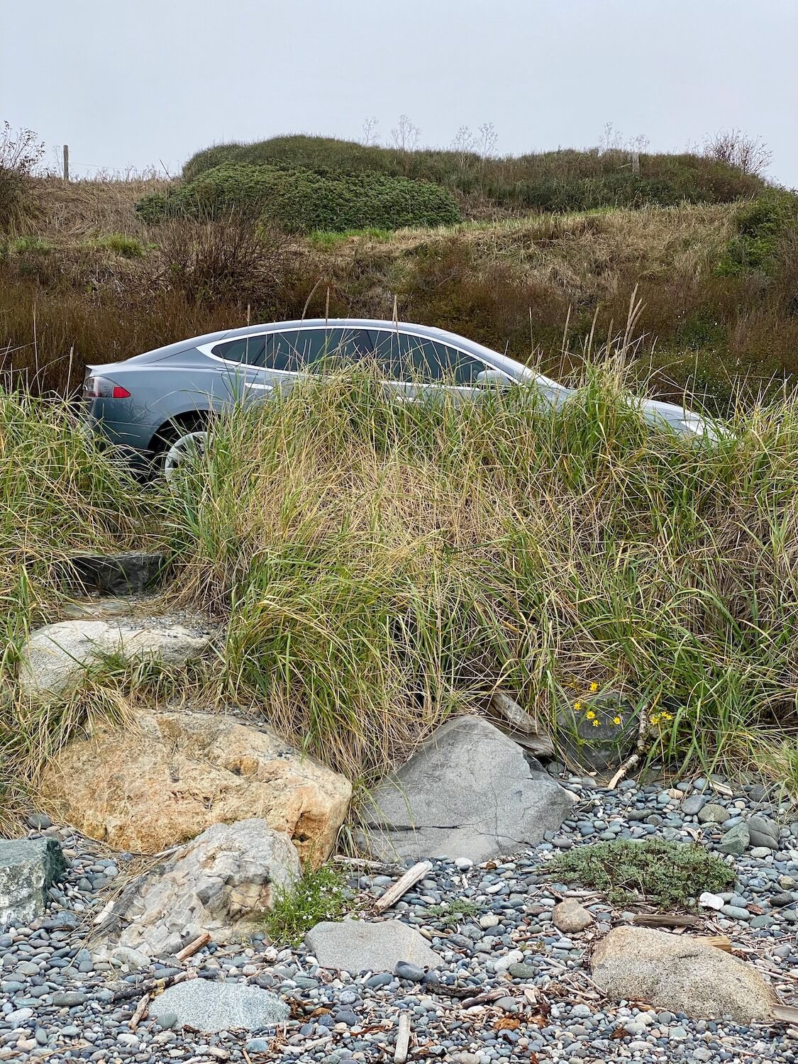 A Tesla S Series vehicle hides behind some green and yellow sea grass, only partially revealing the electric vehicle parked along side the road.