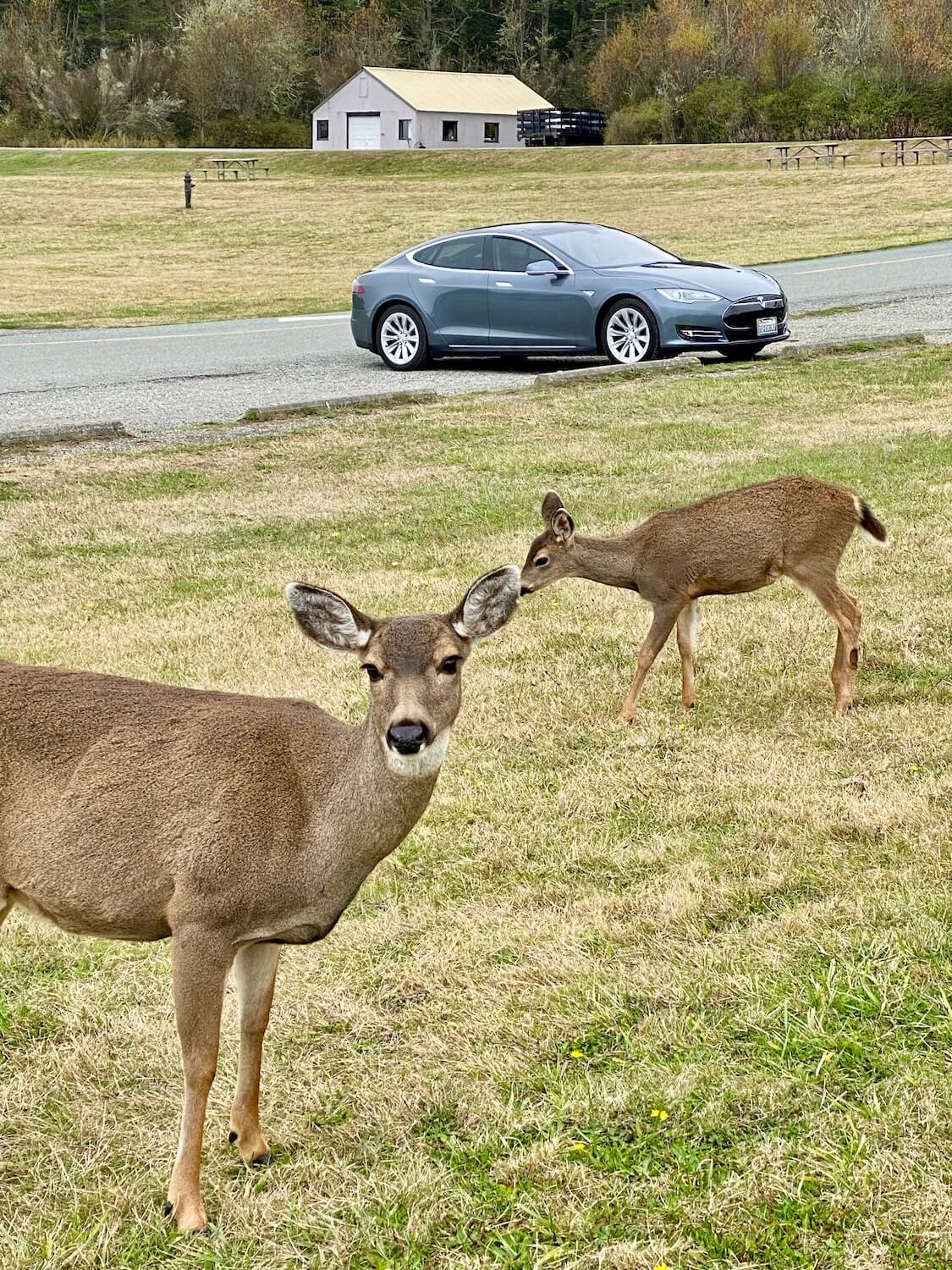 A Tesla electric vehicle is parked in the lot of Fort Casey on Whidbey Island in the middle of the Puget Sound.  Two deer with white tails and ears look toward the camera in the foreground, appearing nonchalant about the visitor walking towards them on the green lawn.  