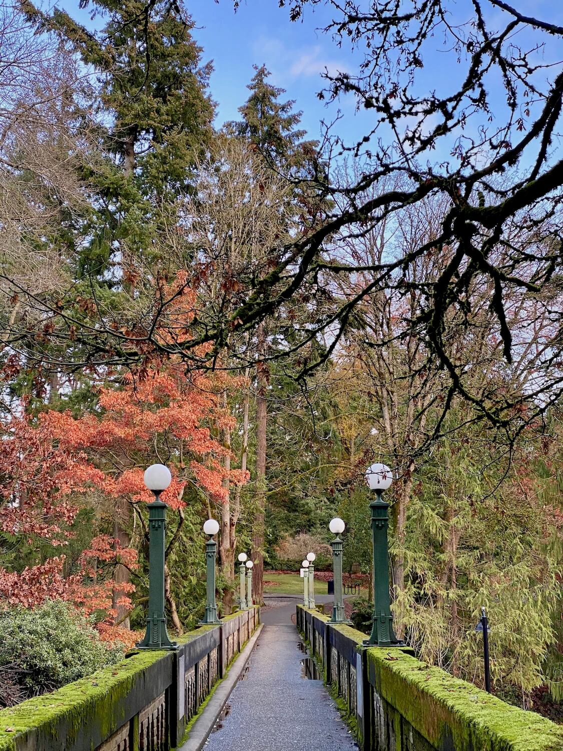 Washington Arboretum is a wonderful  outdoor winter thing to do in Seattle because the colors and textures abound no matter the time of year.  This concrete bridge crosses into the park with thick green moss on the railings as well as eight green lamp posts with round white bulbs at the top.  There are still a few trees with orange leaves clinging on to fall white many other empty branches flow around fir tree needles. 