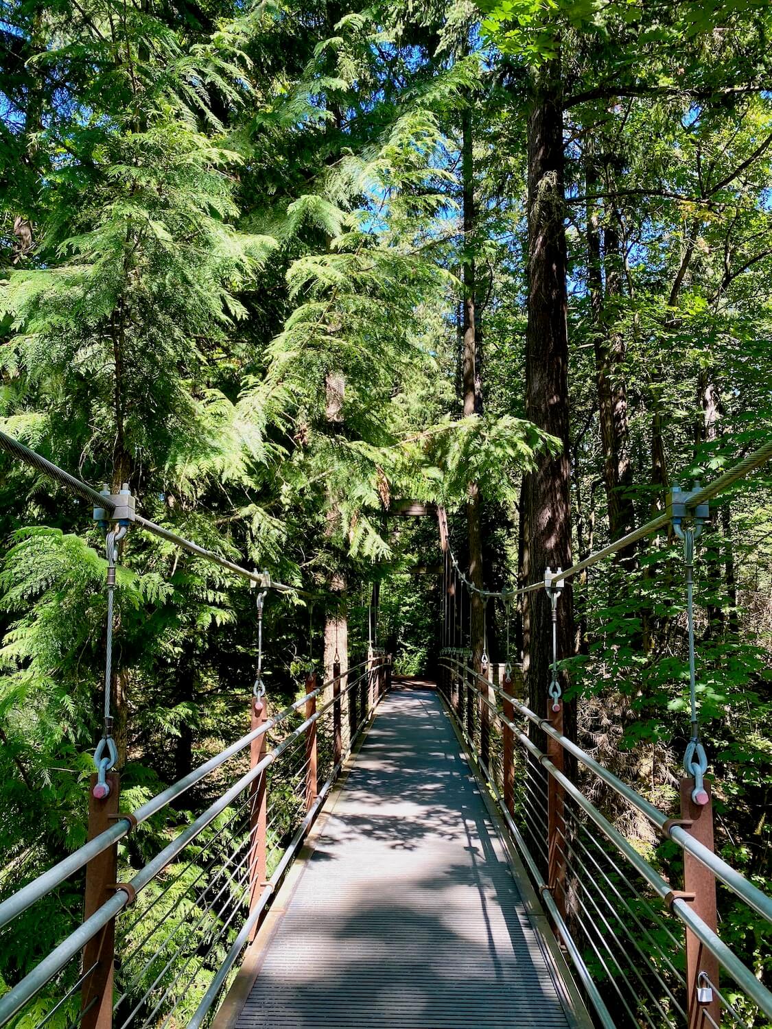 The suspension bridge at Bellevue Botanical Garden is a great park. The thick cables are connected to railings that hold the engineering contraption up under green leafy cedar and fir trees.