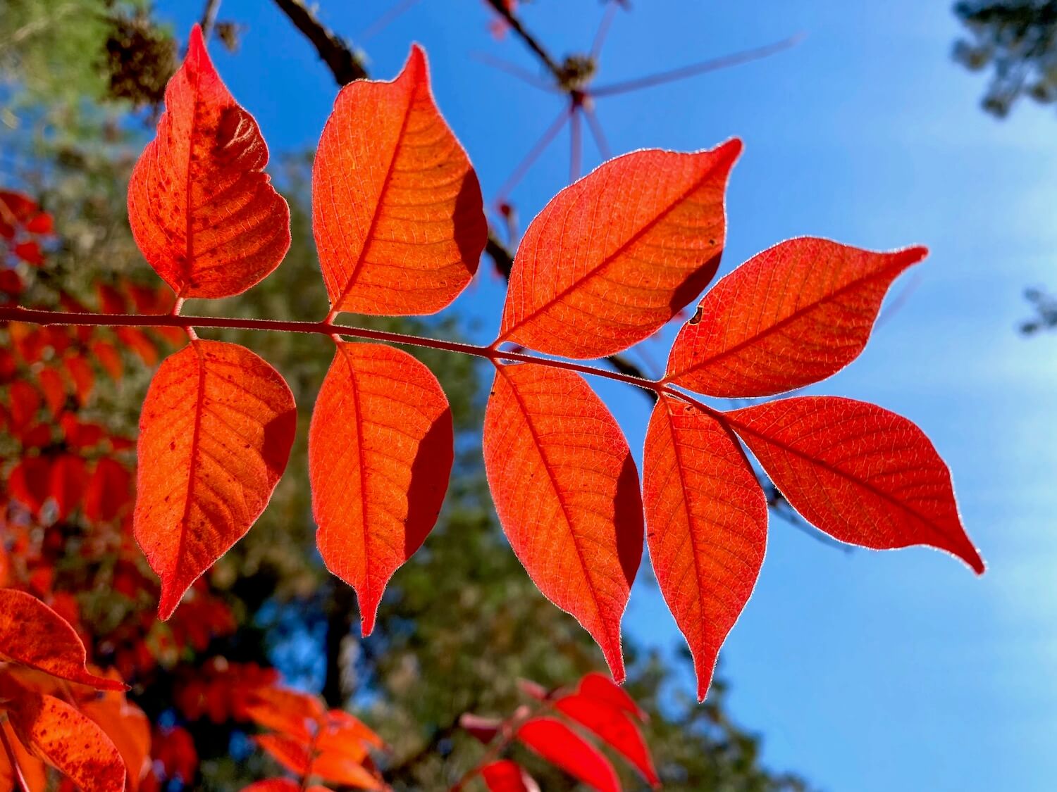 Bright red autumn leaves on a lone tree branch shine in the sun amongst a blue sky backdrop.