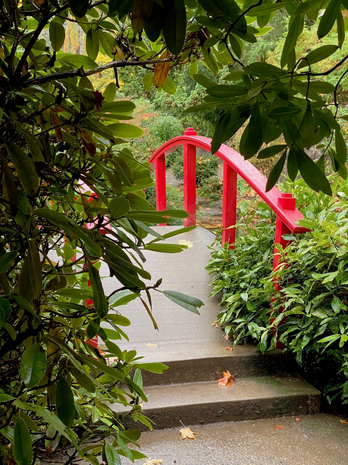 Kubota garden offers a splash of color in the awakening of Spring in Seattle and can be a great outdoor thing to do to connect with nature.  The red bridge is seen from a thicket of lime green rhododendron leaves.