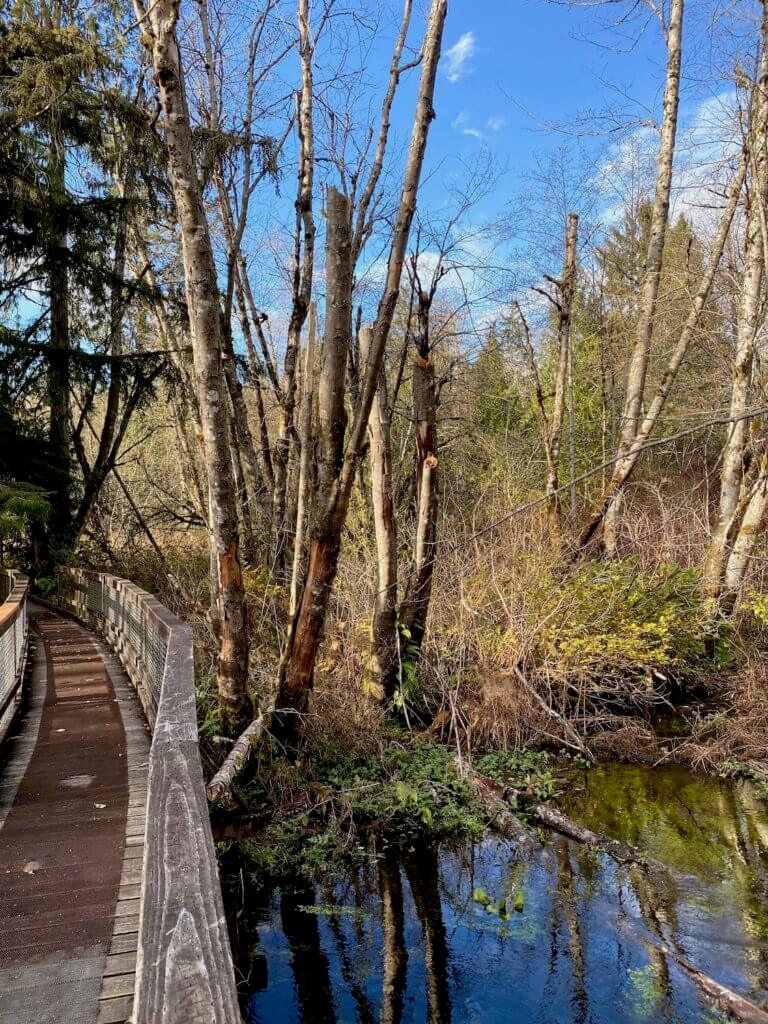 A winter walk on the plank system of West Hylebos park is a great outdoor thing to do in the Seattle area. Here, a spring supplies water to low level brush and leafless winter trees. The Plank system passes by with weathered railings and wood planks.