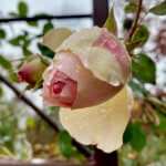 A delicate winter rose begins to open with beads of water from a recent rain. The rose is a blend of pink and cream colors and the greenery is out of focus in the background.