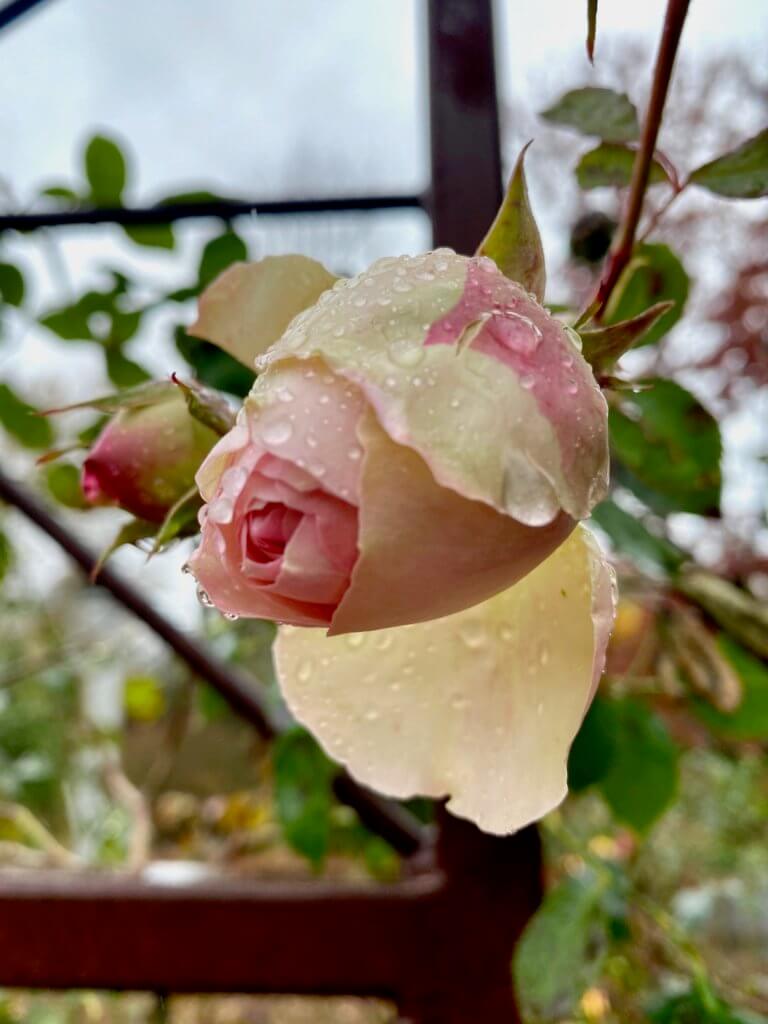 A delicate winter rose begins to open with beads of water from a recent rain. The rose is a blend of pink and cream colors and the greenery is out of focus in the background.