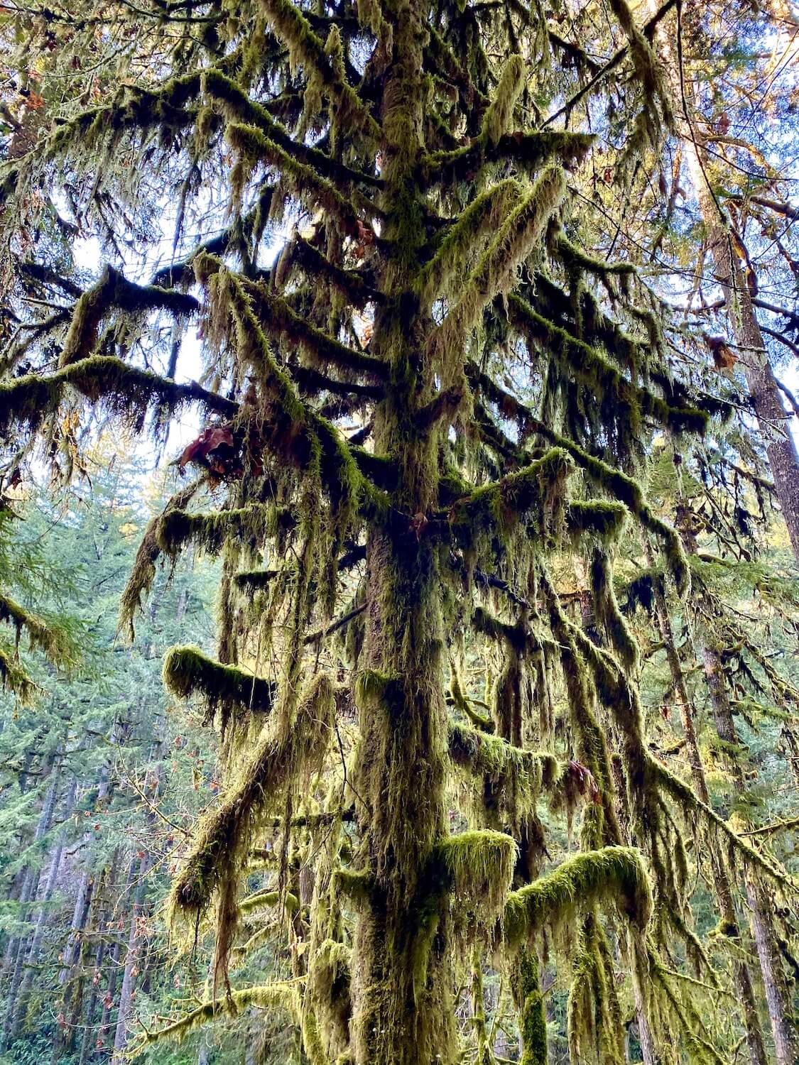 A moss covered maple tree appears to have a fur coat protection from the Winter elements in this Oregon forest. 