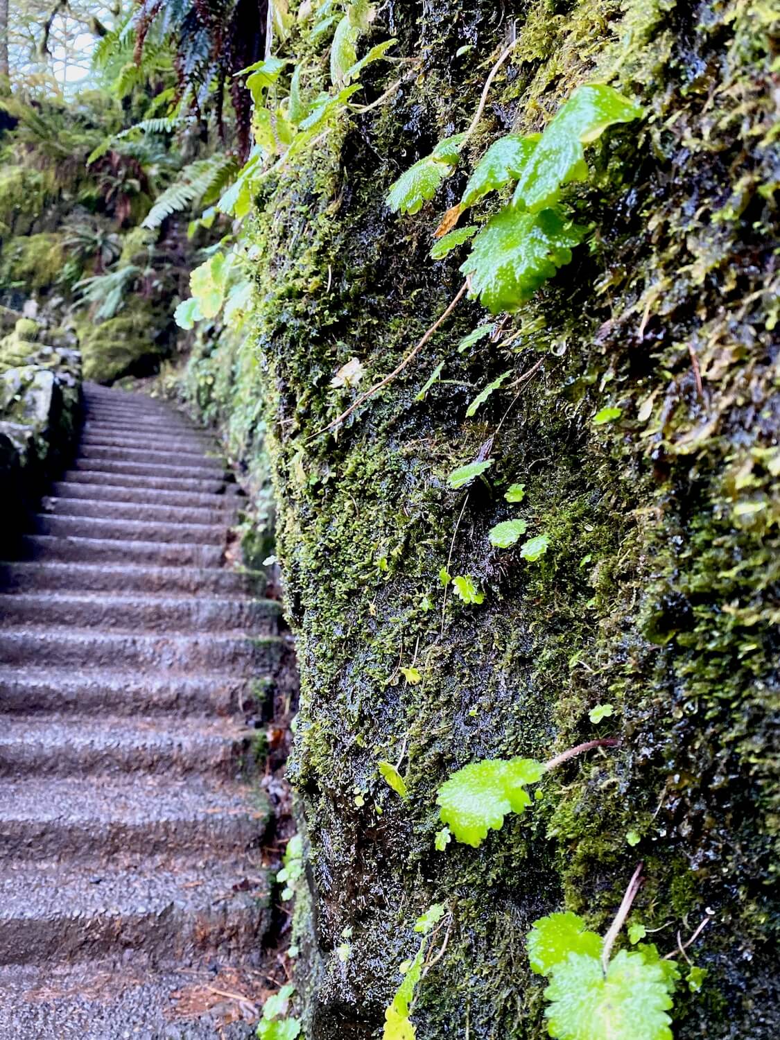 The trail of ten falls winds through a natural canyon formed by lava thousands of years ago.  As such, there are many steps to go from the ridge to the valley of the canyon where the ten features that make up Silver Creek Falls wow visitors.  Here, concrete steps rise up along side a rocky cliff covered in moss and other damp green plants, all dripping with water droplets. 