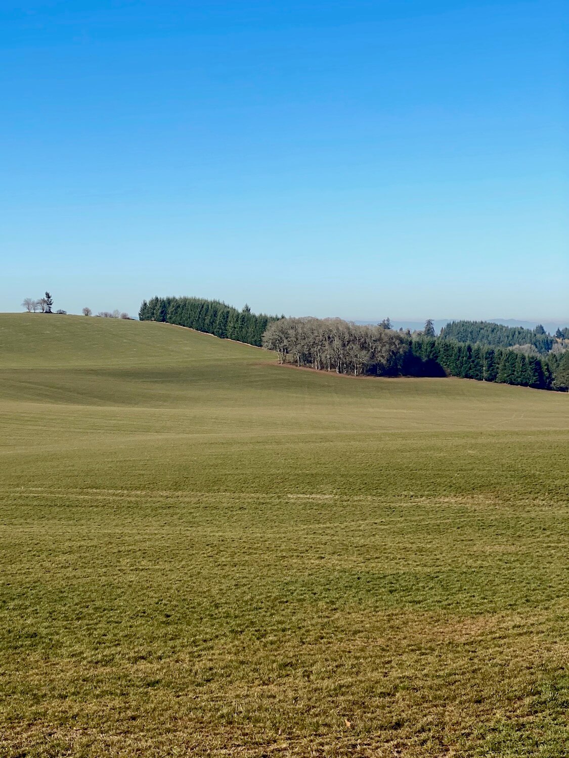 Rolling hills of Oregon's Willamette Valley are beautiful even in this Winter scene.  The field is a faded green color and tightly mowed down while the horizon features groves of bare oak trees against a fir tree forest.  The sky is blue in this Winter scene.  