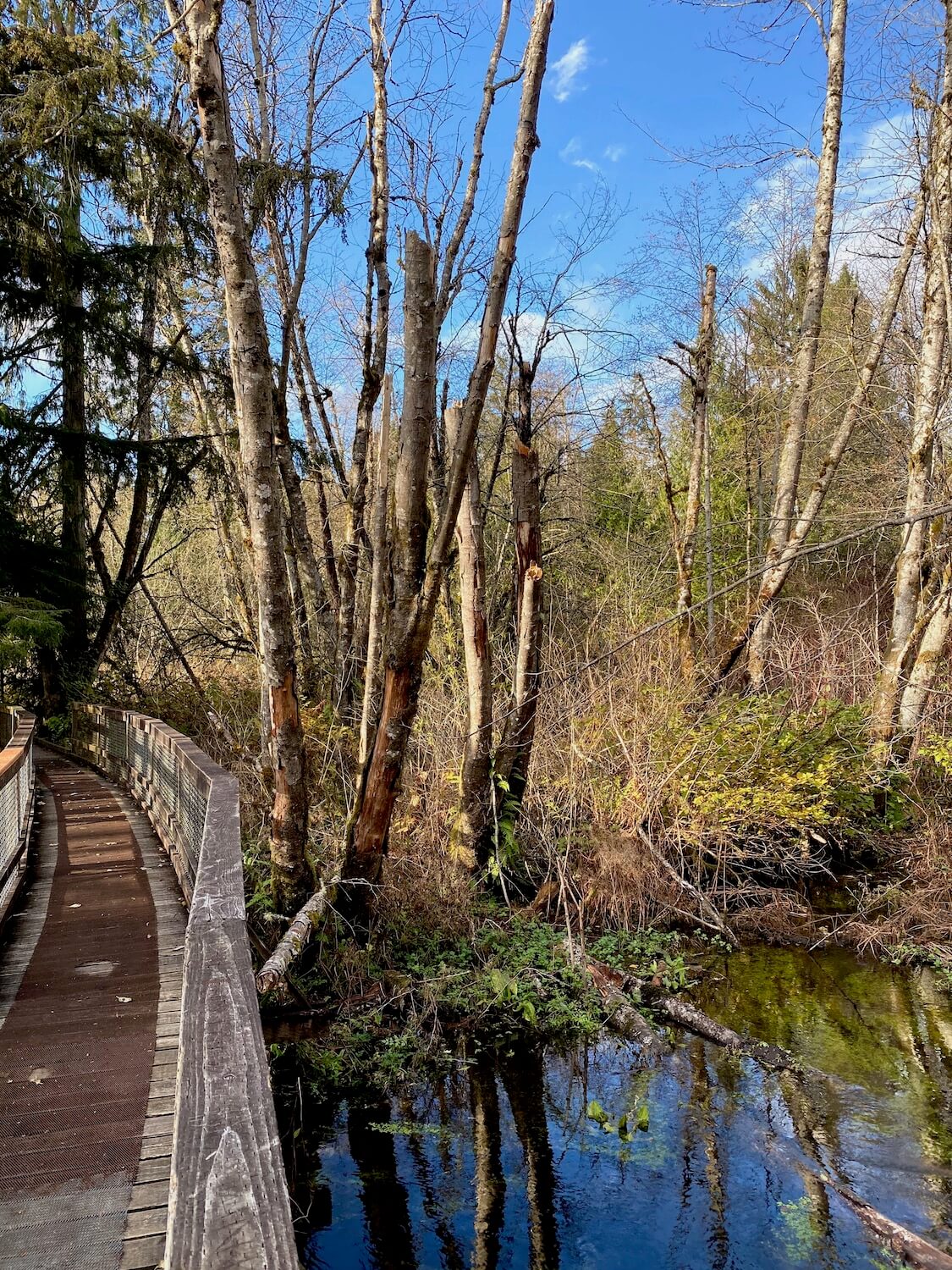 The boardwalk at West Hylebos Wetlands hugs the side of a watery marsh with clear water and leafless birch trees with blue sky in the background.