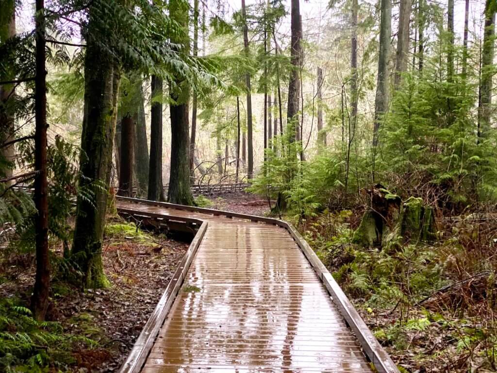 The boardwalk at West Hylebos Wetlands glistens in the falling rain, surrounded by young cedar trees and brush that is dormant for Winter.
