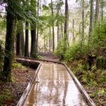 The boardwalk at West Hylebos Wetlands glistens in the falling rain, surrounded by young cedar trees and brush that is dormant for Winter.