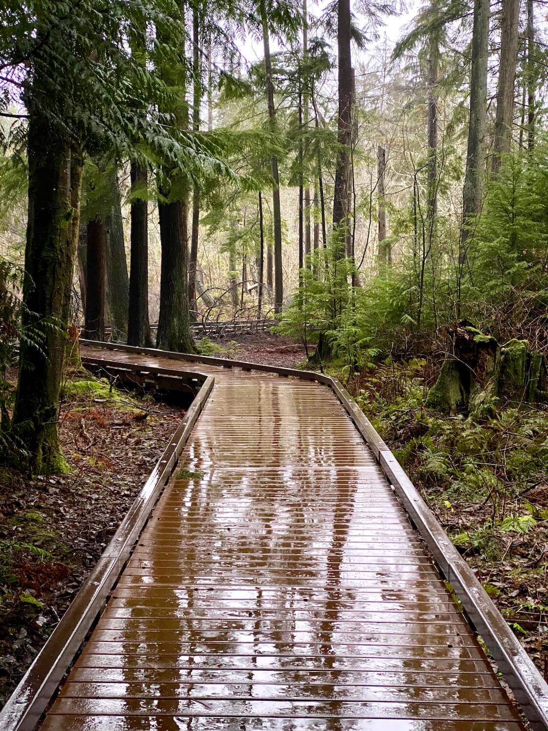 A wet boardwalk glistens under the dark shadows of a temperate Pacific Northwest rainforest.  