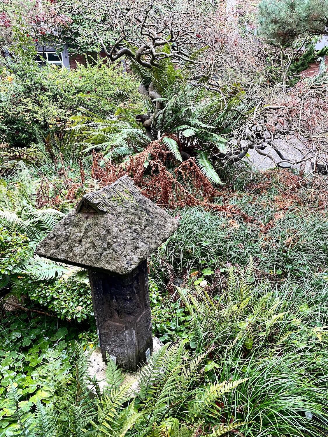 The Japanese Garden at Seattle University is an art exhibit in its own right.  Here a concrete lantern faces a snarling maple tree dormant in Winter with no leaves.  There are varieties of grasses and ferns filling in the space in the garden.  