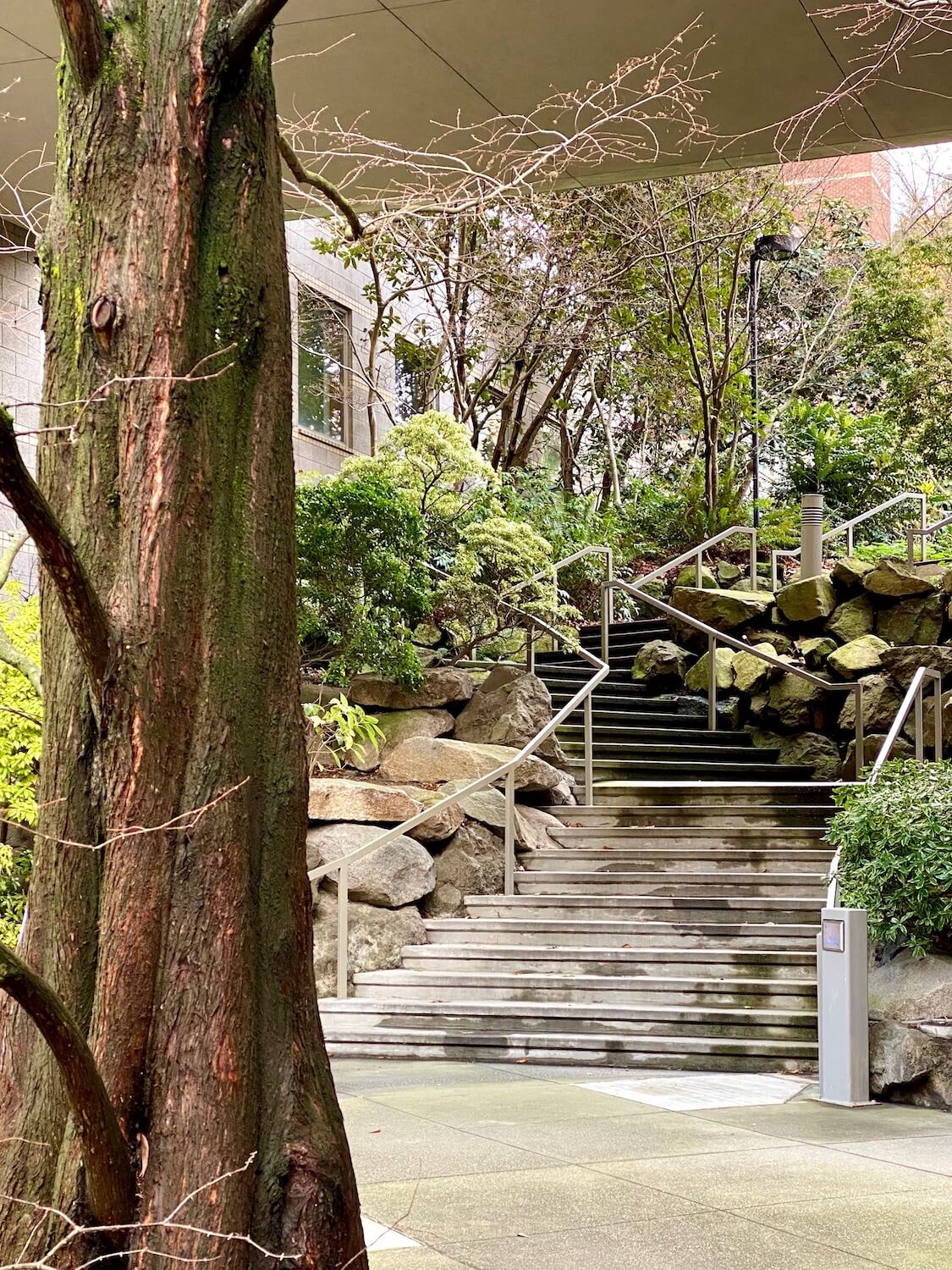 A stairway leads up a bank composed of propped up boulders framed in by the trunk of a cedar tree.  