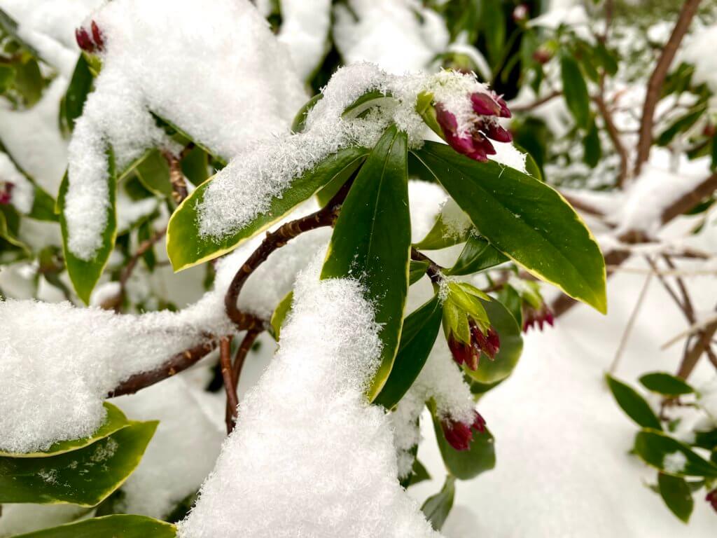 Snow crystals pile up on a budding Daphne bloom, making it's way to push through the snow. The green leaves are light yellow on the ends.