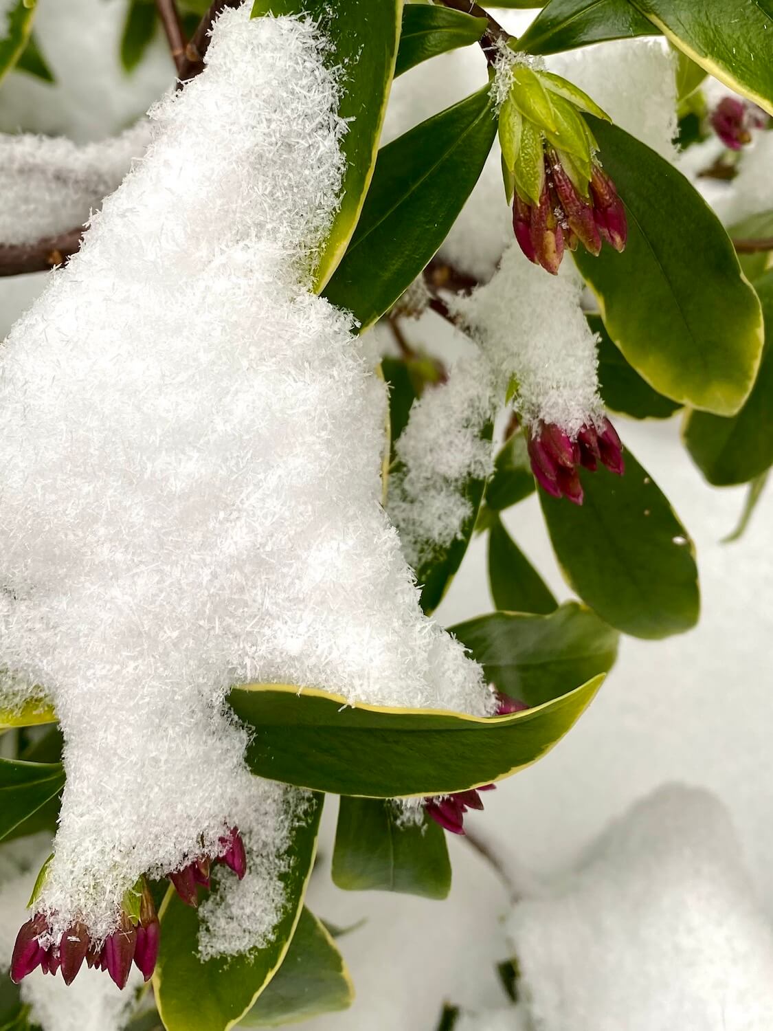 Snow crystals pile up on a budding Daphne bloom, making it's way to push through the snow. The green leaves are light yellow on the ends.