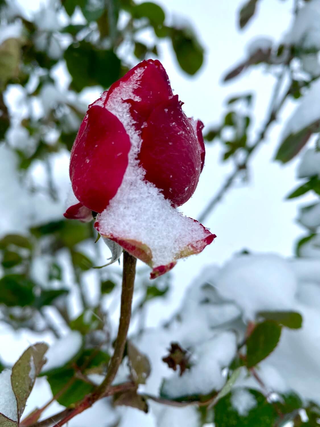 A red rose bloom is covered with tiny particles of snow and the bush is covered with the white stuff in the out of focus background. 