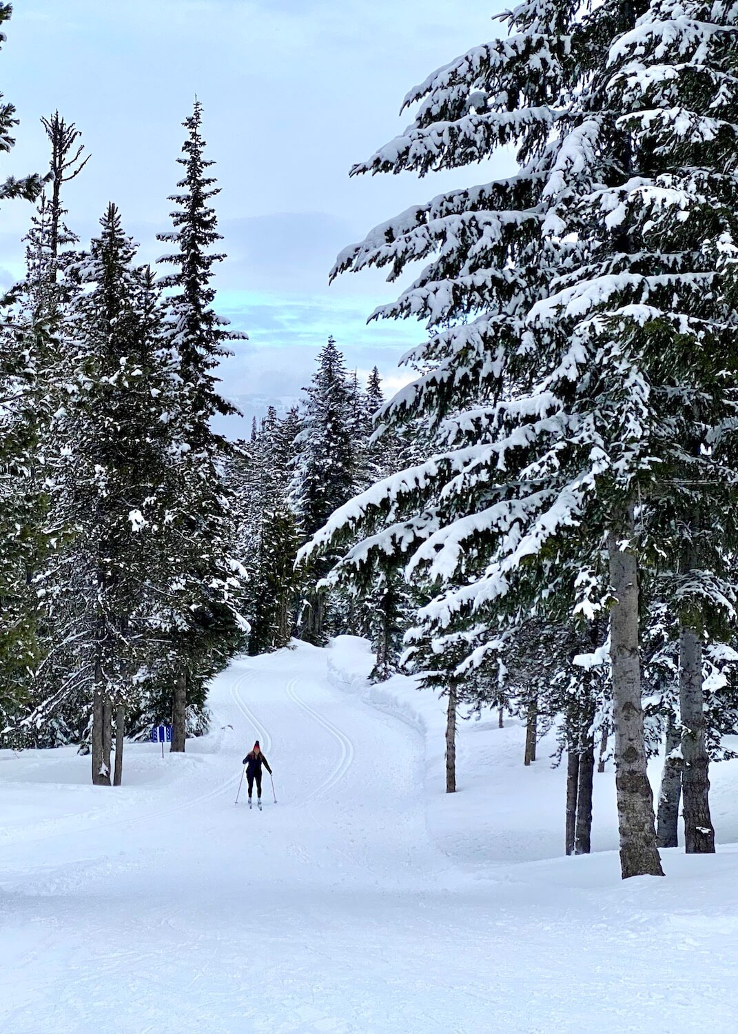 A lone cross country skier makes her way up a groomed pathway of snow amongst fir trees covered with snowy powder that bends branches down to the ground.  She is skiing in the Nordic Center of White Pass Ski Resort in Washington State. 