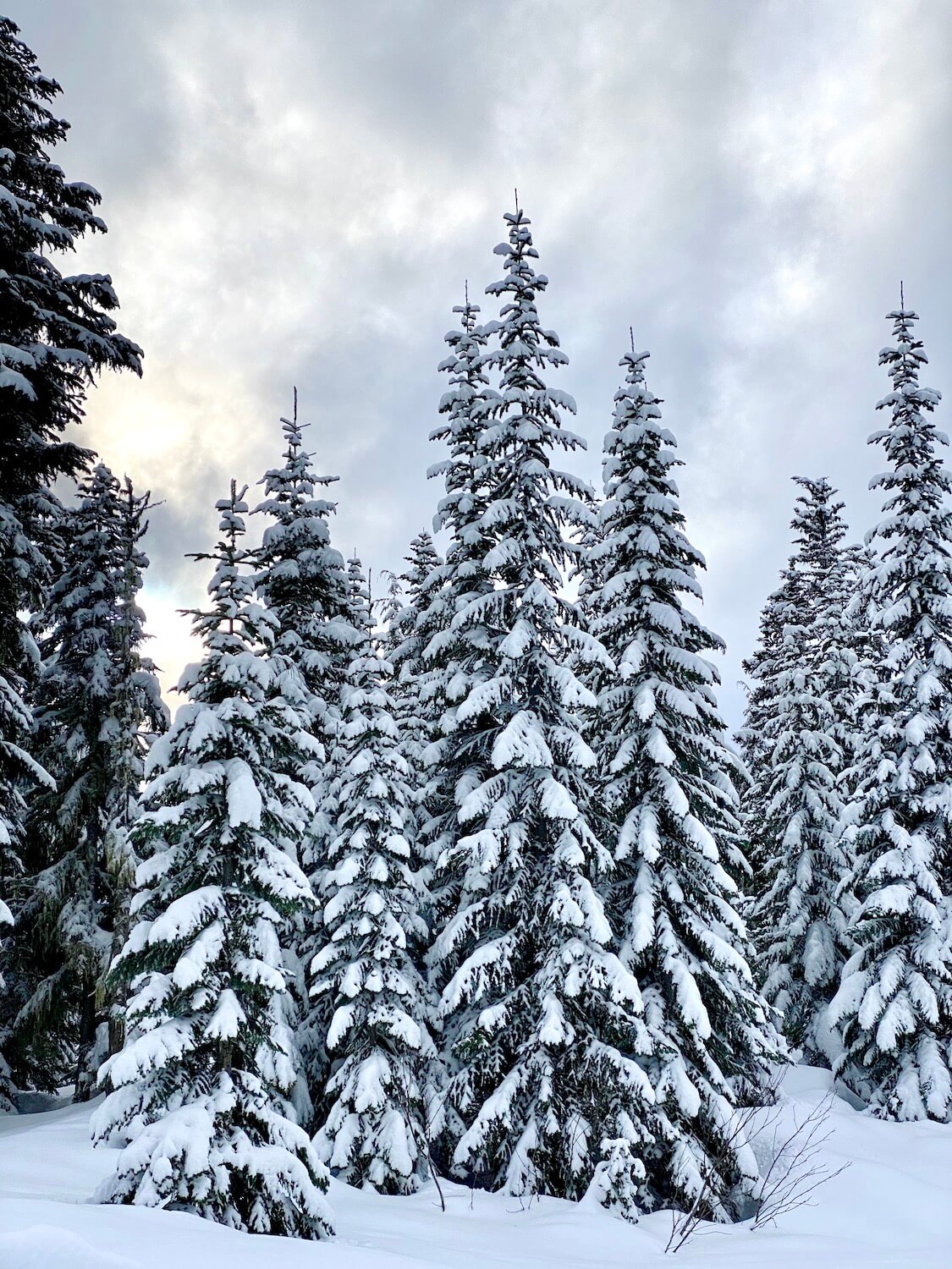 A forest of fir trees are covered with powdery snow, bending the branches down toward the ground, which is also covered with knee deep powder. 