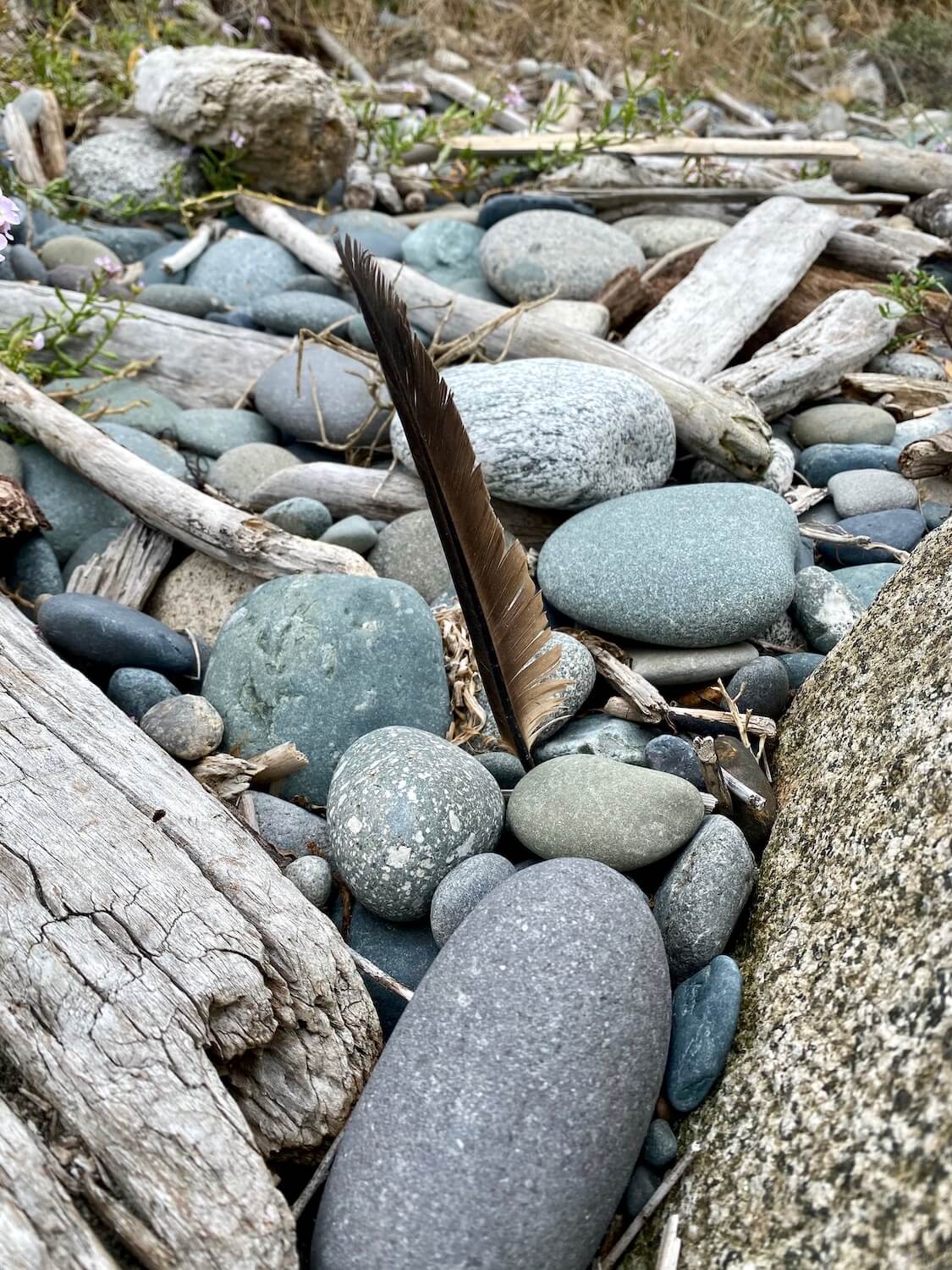 A dark feather is stuck into a group of rock on a Salish Sea beach.  There are a few pieces of weathered driftwood as well.  